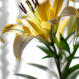 types of lily house plants