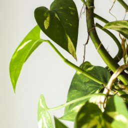 types of money plant