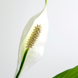 types of peace lily