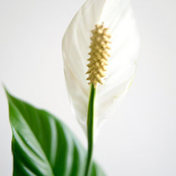 types of peace lily