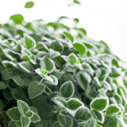 types of plants for home