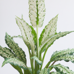 types of plants for home