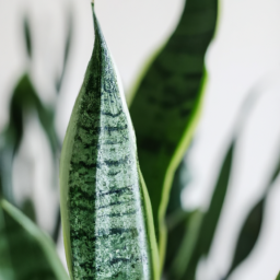 types of snake plants