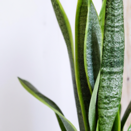 types of snake plants