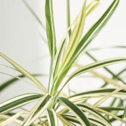 types of spider plants