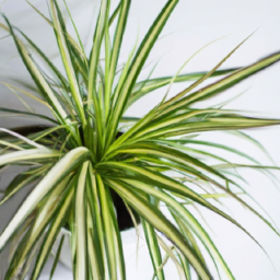 types of spider plants