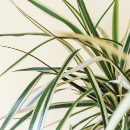 Types Of Spider Plants? – Uncover the Various Types of Spider Plants ...