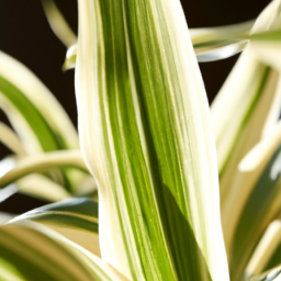 Are Indoor Plants Real