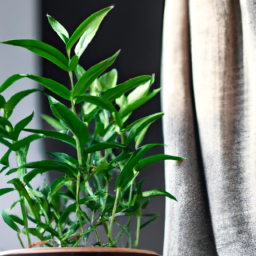 Are Indoor Plants Real