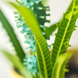 Are Indoor Plants Toxic