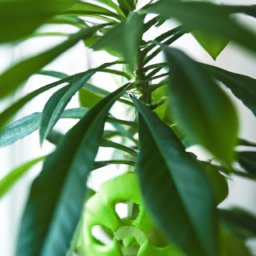 Are Indoor Plants Toxic