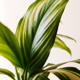Best indoor house plant
