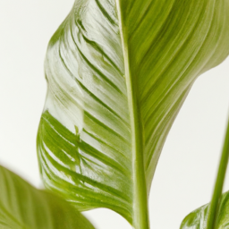 Best indoor house plant