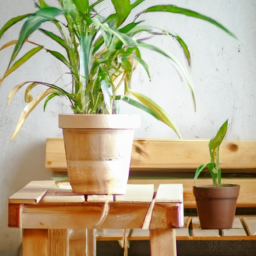 Best indoor houseplants