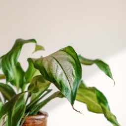 Best indoor houseplants
