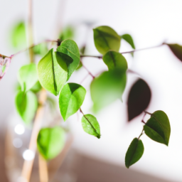 Best indoor light for plants