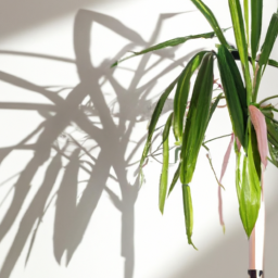 Best indoor light for plants