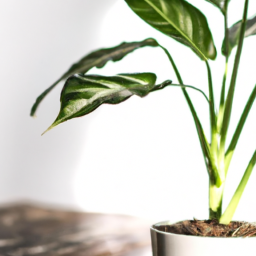Best indoor no light plants