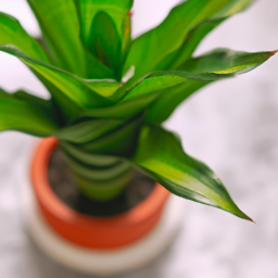 Best indoor no light plants