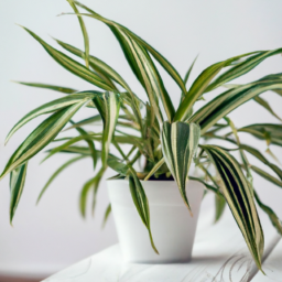 Best indoor plants for beginners