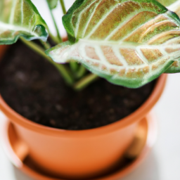Best indoor plants for health