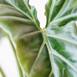 Best indoor plants for health