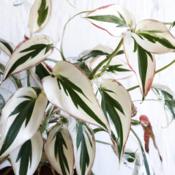 Best indoor plants for winter