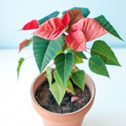 Best indoor plants for winter