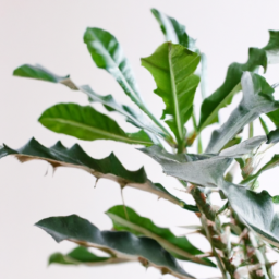 Best indoor plants to grow