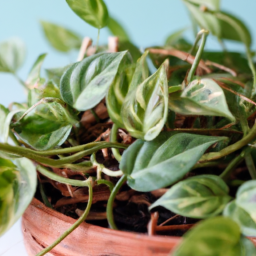 Best indoor plants to grow