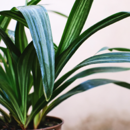 Best indoor potted plants