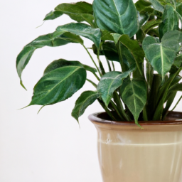 Best indoor potted plants