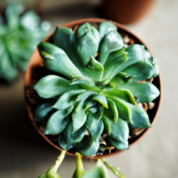 Best indoor succulents