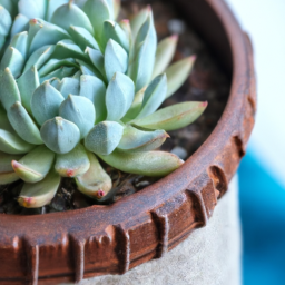 Best indoor succulents