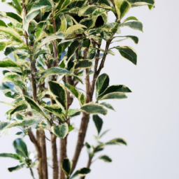 Best indoor tree plant