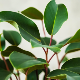 Best indoor tree plant