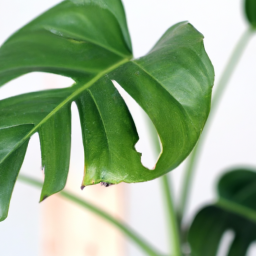 Best indoor tropical plants