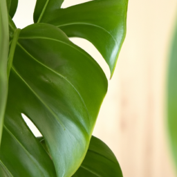 Best large house plants