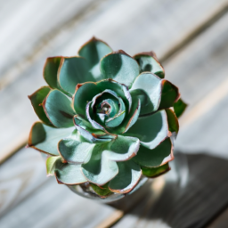 Best light for succulents