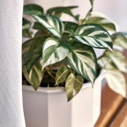 Best no light plants