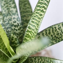 Best no light plants