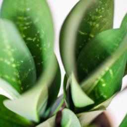 Best office plants no light