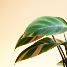 Can Indoor Plants Make You Sick