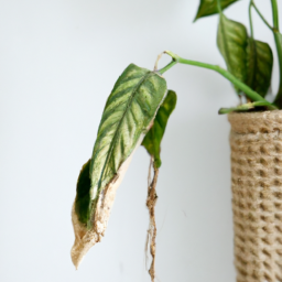 Can Indoor Plants Make You Sick