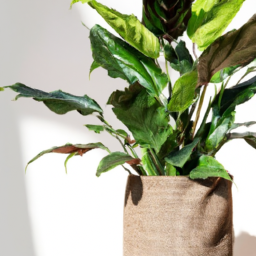 How Do Indoor Plants Help Us
