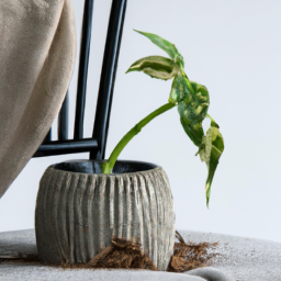 How Do Indoor Plants Help Us