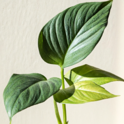 Indoor Plants Good for Health