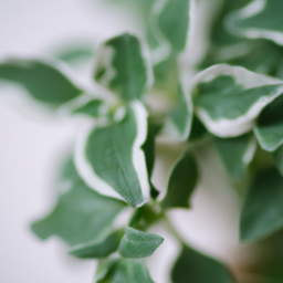 Indoor Plants Good for Health