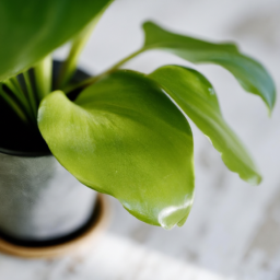 Indoor Plants Guide