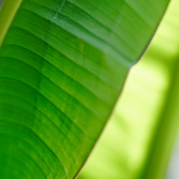 Indoor Plants Like Banana Leaf